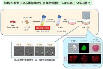 STAP-cell-developed-01.jpg